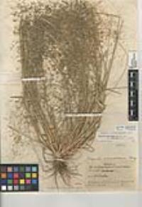 Eragrostis pectinacea var. miserrima image