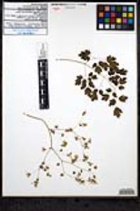 Thalictrum peninsulare image