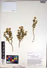 Ericameria cuneata image