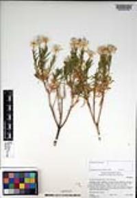 Ericameria linearifolia image