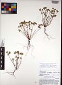 Eremocarya lepida image