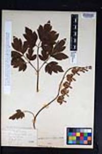 Dicentra spectabilis image