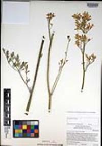 Ehrendorferia chrysantha image