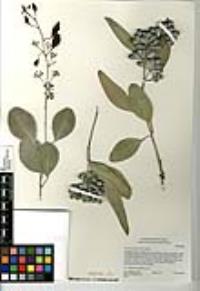 Eucalyptus polyanthemos image