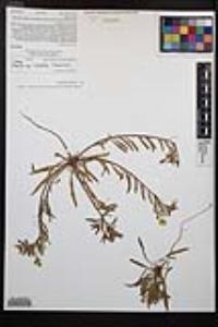 Camissoniopsis bistorta image