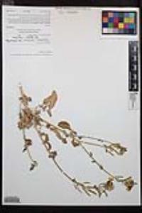 Chylismia claviformis image