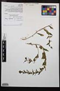 Camissoniopsis intermedia image