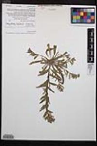 Camissoniopsis micrantha image