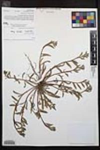 Camissoniopsis robusta image