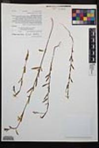Clarkia similis image