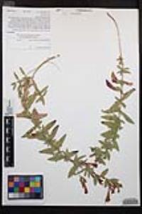 Epilobium canum image