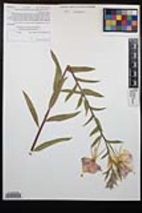 Oenothera elata subsp. hookeri image