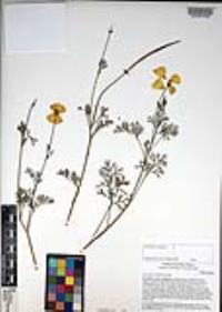 Eschscholzia californica image