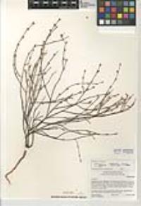 Eriogonum molestum image