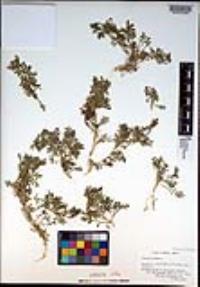 Lepidium didymum image