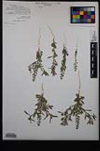 Lepidium lasiocarpum image