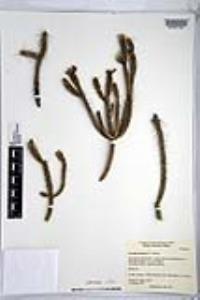 Corynopuntia marenae image