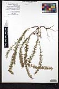 Hedeoma oblongifolia var. mexicanum image