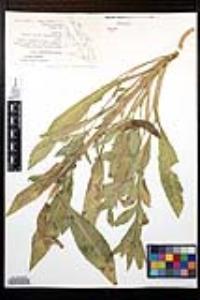 Oenothera curtiflora image