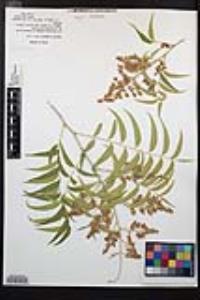 Sapindus saponaria var. drummondii image