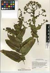 Acourtia microcephala image