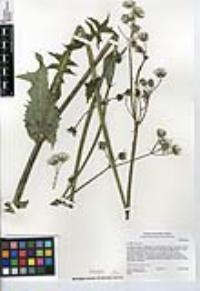 Sonchus oleraceus image