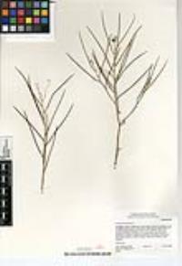 Sisymbrium altissimum image