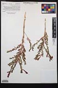 Epilobium canum image