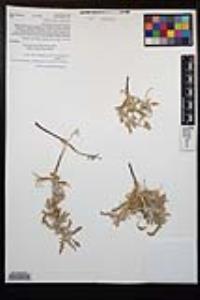 Oenothera californica image