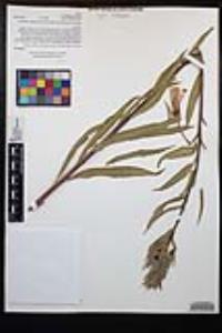 Oenothera elata subsp. hookeri image