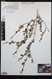 Cercocarpus montanus image