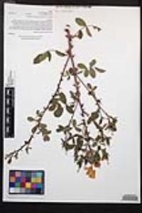 Rosa californica image