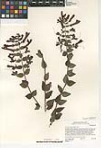 Keckiella cordifolia image
