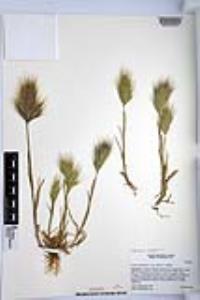 Bromus rubens image