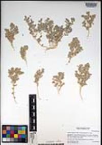 Atriplex elegans var. fasciculata image