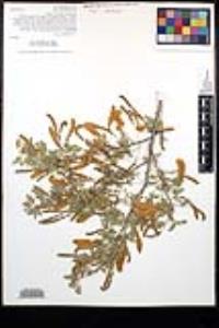 Senegalia greggii image