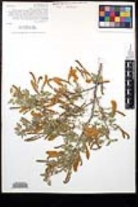 Acacia greggii image