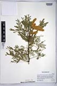 Prosopis glandulosa var. torreyana image