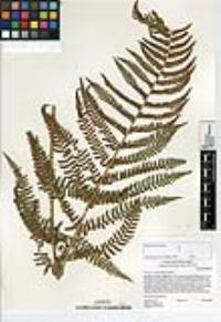 Dryopteris arguta image