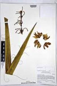 Yucca schidigera image