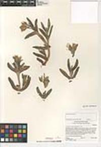 Carpobrotus chilensis image