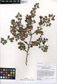 Brickellia californica image