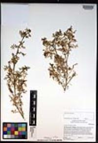 Lepidium didymum image