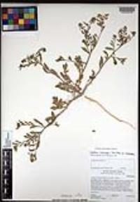 Lepidium lasiocarpum image