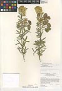 Peritoma arborea var. globosa image