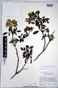 Sambucus cerulea image