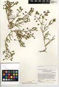 Spergularia macrotheca image