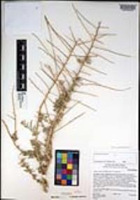Atriplex canescens var. canescens image