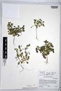 Nemophila menziesii var. integrifolia image
