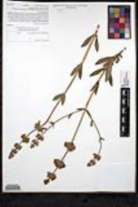 Salvia mellifera image